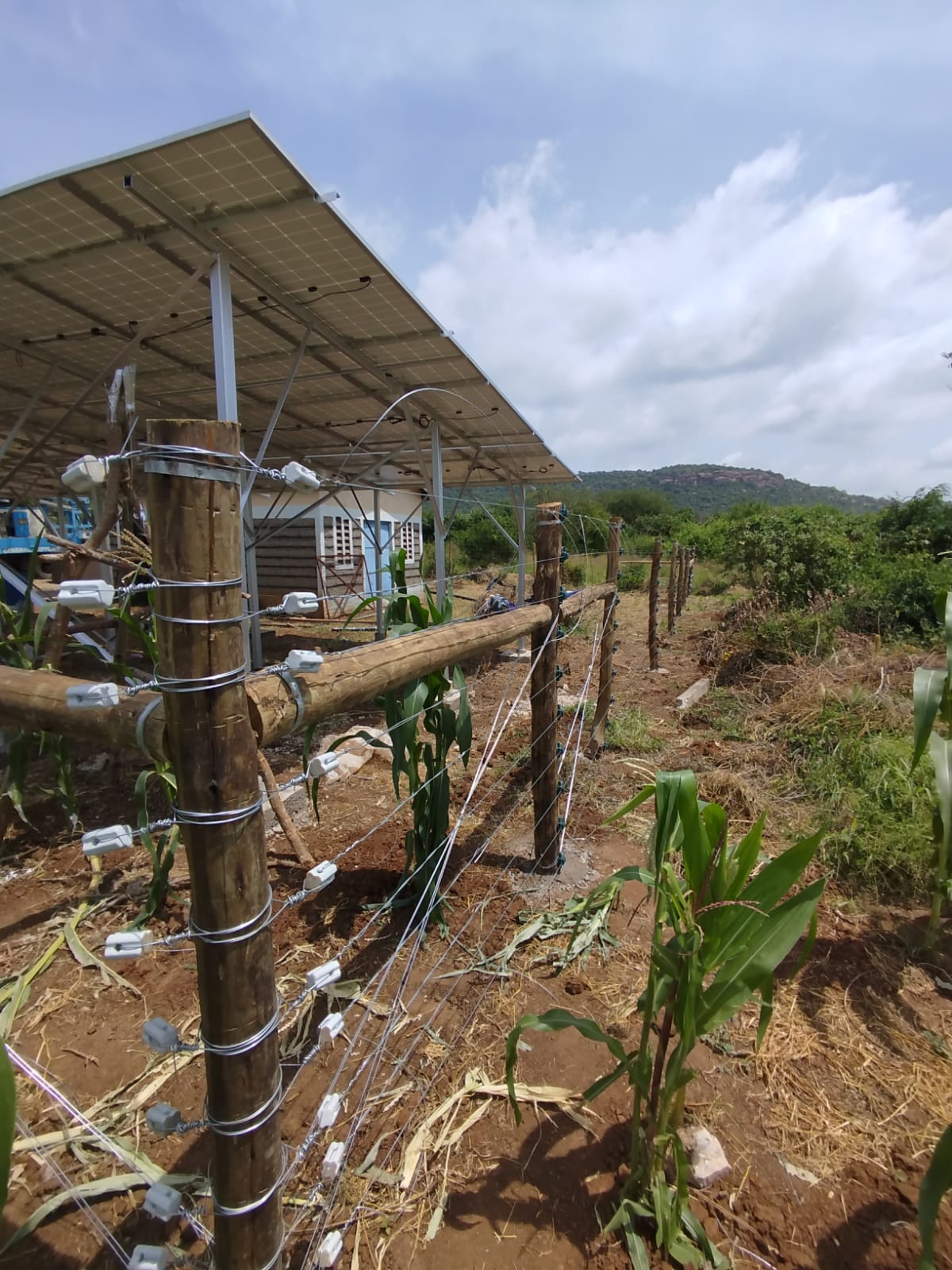 Solar panel mounted above an electric fence line among maize crops at a property in Emali